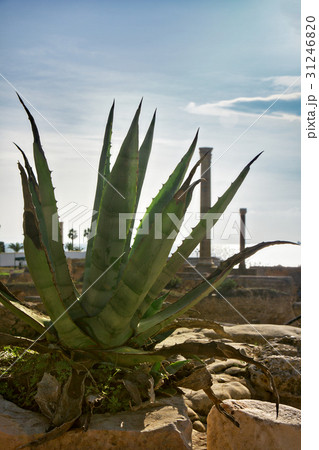 Cactus agave in Carthage in the ruins of the old 31246820