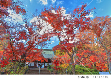 本土寺　本堂紅葉 31246830