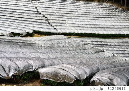 茶畑 寒冷紗 茶畑 寒冷紗 31246911