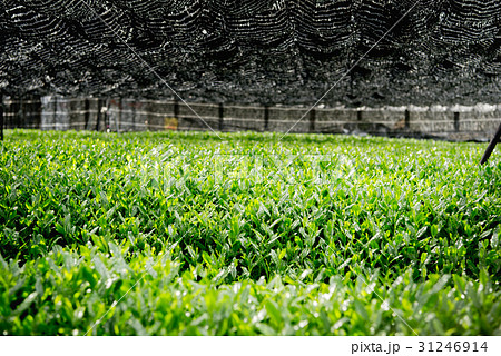 茶畑 寒冷紗 茶畑 寒冷紗 31246914