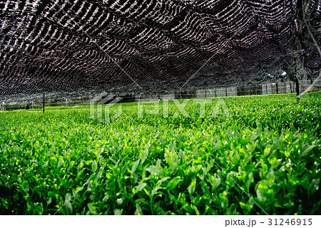 茶畑 寒冷紗 茶畑 寒冷紗 31246915
