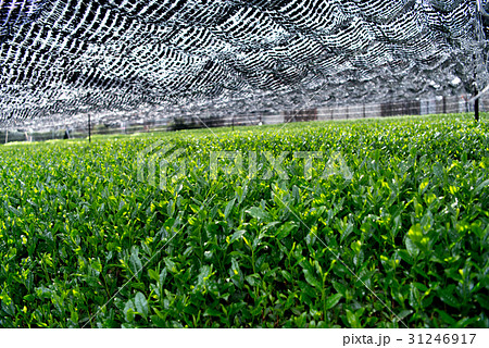 茶畑 寒冷紗 茶畑 寒冷紗 31246917