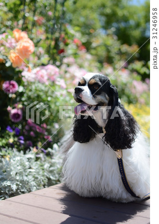 バラと犬 31246958