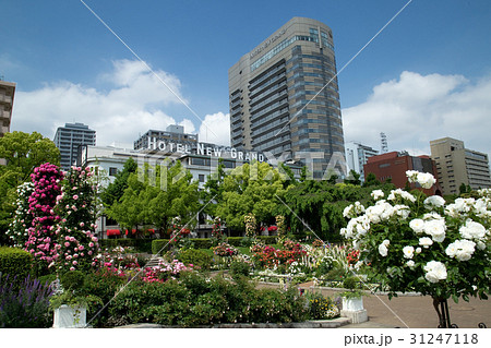山下公園中央広場花壇と老舗ホテル 31247118
