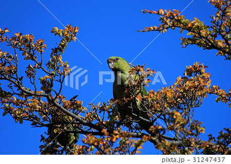 Austral Parakeet, Enicognathus Ferrugineus, on a 31247437