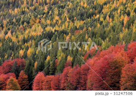 Indian Summer. Beautiful colored trees, forest 31247506