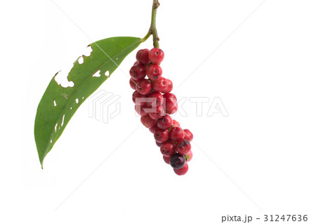 Antidesma thwaitesianum isolated on white  31247636