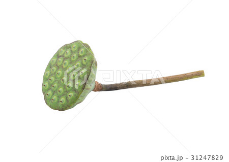 Lotus seed pods isolated on white 31247829