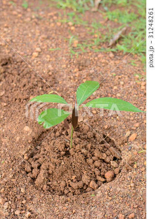 Young plant (mango tree) 31248261