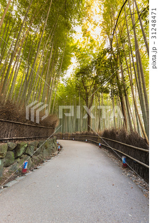 Walking way into bamboo forest, Kyoto Japan 31248471
