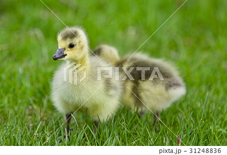 Beautiful background with two cute funny chicks 31248836