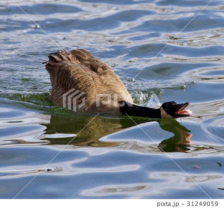 Beautiful photo of a crazy wild Canada goose Beautiful photo of a crazy wild Canada goose 31249059