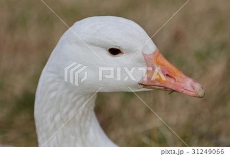 Beautiful isolated photo with a strong snow goose 31249066