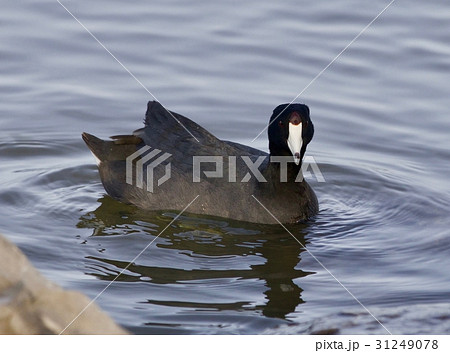 Beautiful image with amazing american coot Beautiful image with amazing american coot 31249078