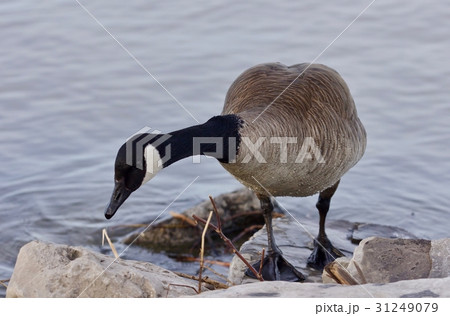 Beautiful isolated picture with a Canada goose Beautiful isolated picture with a Canada goose 31249079