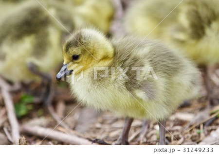 Beautiful isolated photo of chicks of Canada geese 31249233