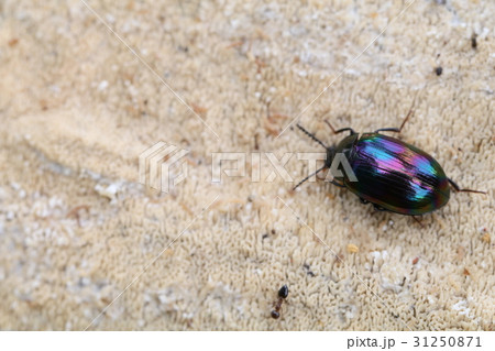 ニジゴミムシダマシ ニジゴミムシダマシ 31250871