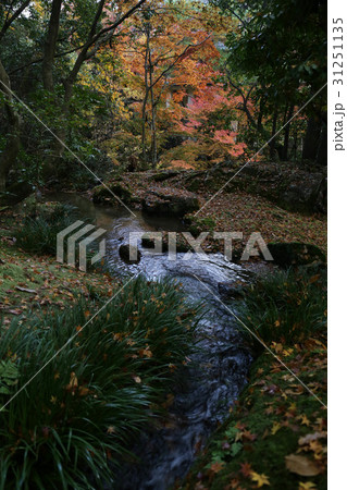 京都 紅葉 京都 紅葉 31251135