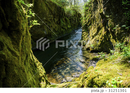 樽前ガロー 31251301