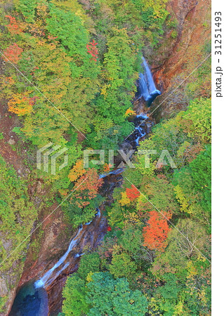 つばくろ谷（不動沢橋）の紅葉 31251493