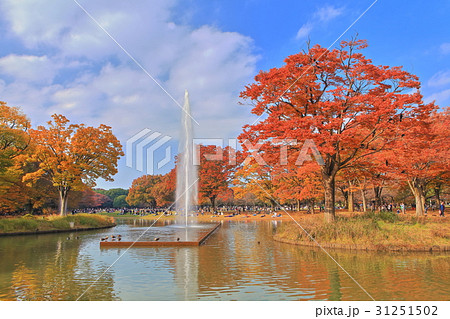 代々木公園　噴水池の紅葉 31251502