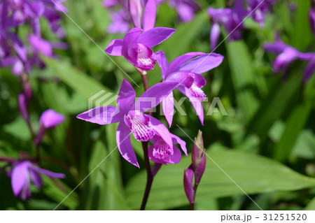 シランの花 シランの花 31251520