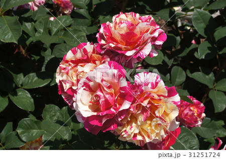 バラの花"モーリス・ユトリロ" バラの花"モーリス・ユトリロ" 31251724