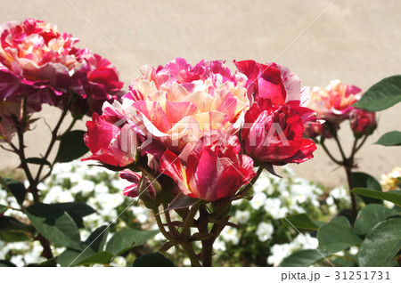 バラの花"モーリス・ユトリロ" バラの花"モーリス・ユトリロ" 31251731