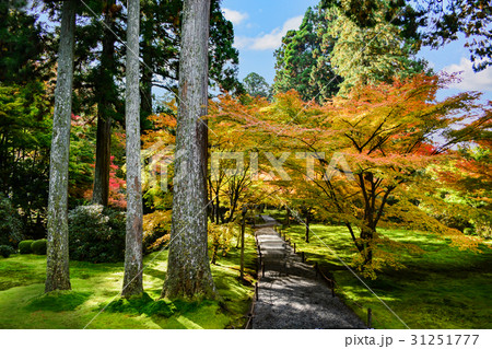 八瀬大原三千院の紅葉 八瀬大原三千院の紅葉 31251777