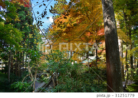 八瀬大原三千院の紅葉 31251779