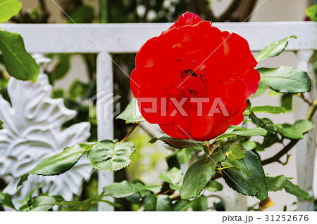 生垣のバラの花 31252676