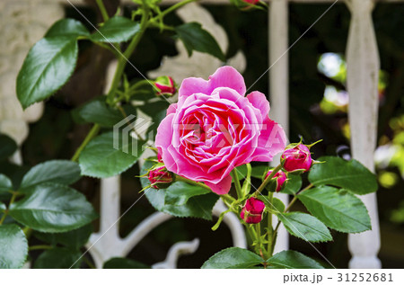 生垣のバラの花 31252681