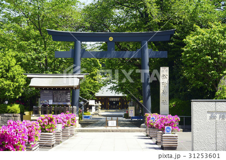 ツツジと松陰神社 31253601