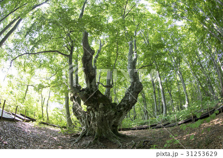 秋田県にかほ市 あがりこ大王（超広角撮影） 31253629