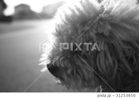 朝日とモサモサ 31253650