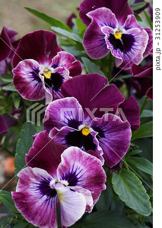 パンジー パンジー 31253909