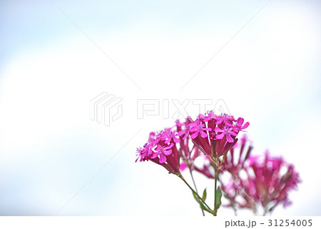 ムシトリナデシコ（虫取り撫子） 31254005