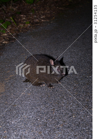 アマミノクロウサギ アマミノクロウサギ 31254135