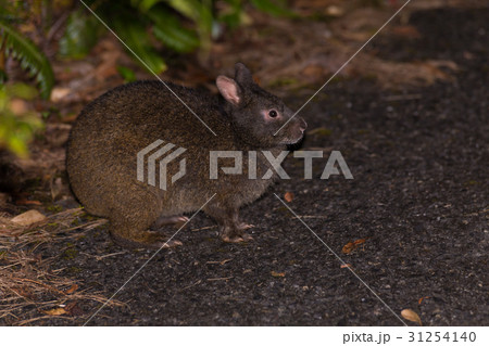 アマミノクロウサギ 31254140