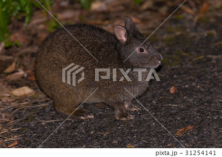 アマミノクロウサギ 31254141