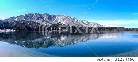 木 ツリー 樹 31254466