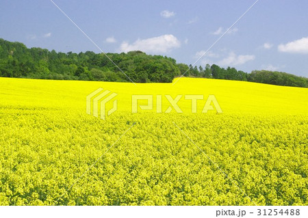 満開の菜の花畑 満開の菜の花畑 31254488