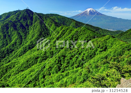 新緑の三ツ峠と富士山 31254528
