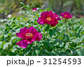 大輪の牡丹 31254593