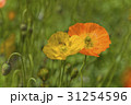 ケシの花に集まるハチたち 31254596
