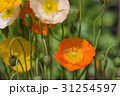 風に揺れるケシの花 31254597