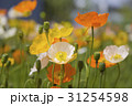 風に揺れるケシの花 31254598