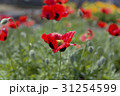モンツキヒナゲシ 31254599