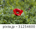 モンツキヒナゲシ 31254600