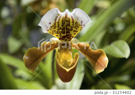 パフィオペディラム パフィオペディラム 31254602